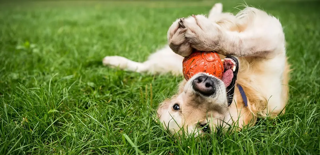 Image Game “Dog Treasure Hunt”